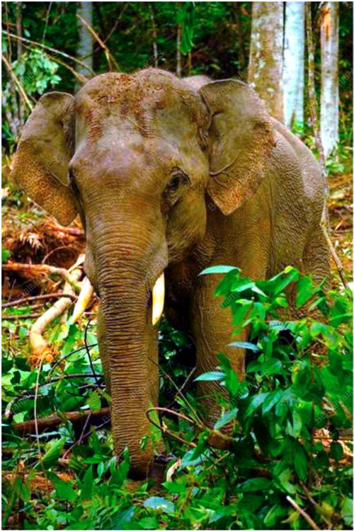 GAJAH