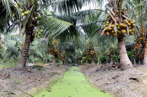 PK07_27102017_KELAPA