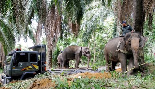 PK07_28012016_GAJAH_LIAR