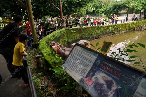 SPESIES BADAK AIR NIL DI ZOO TAIPING