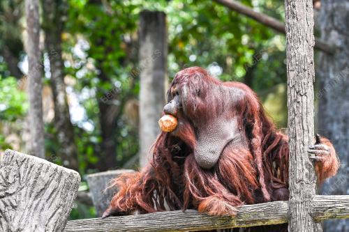 SAMBUTAN HARI ORANG UTAN SEDUNIA