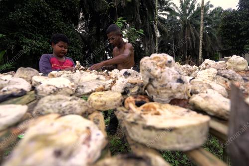 MASYARAKAT ASLI SUNGAI MERAH JUAL GETAH SEKERAP