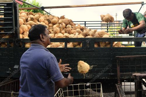 TINJAUAN KELAPA SEMPENA THAIPUSAM