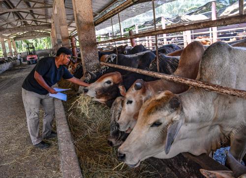 TINJAUAN PERSIAPAN RAYA AIDILADHA