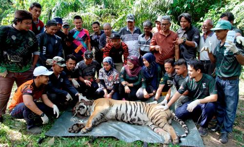 HARIMAU BERJAYA DITANGKAP