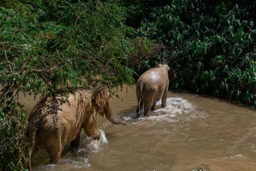 LIPUTAN KHAS KONFLIK GAJAH-MANUSIA