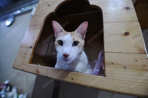PK08_13022017_KUCING