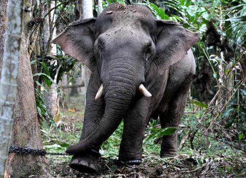 PK08_14062012_GAJAH