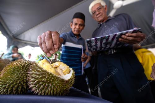 PERTANDINGAN DURIAN TERBAIK