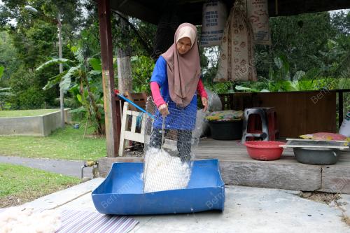 BANTAL KEKABU KUALA KANGSAR