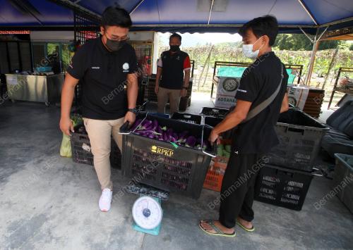 USAHAWAN KONTRAK PEMASARAN MAFI