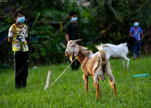 TINJAUAN SAMBUTAN AIDILADHA