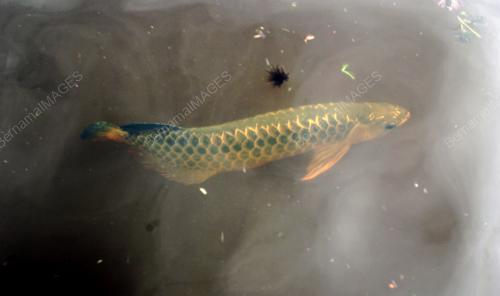 IKAN KELISA EMAS