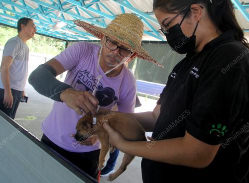 PUSAT PERLINDUNGAN ANJING LIAR