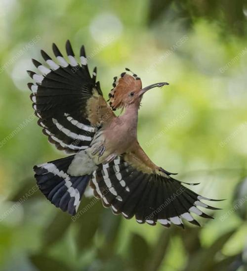BURUNG HUD HUD