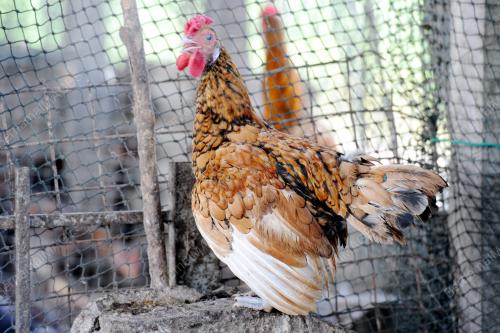 PK08_23072016_AYAM