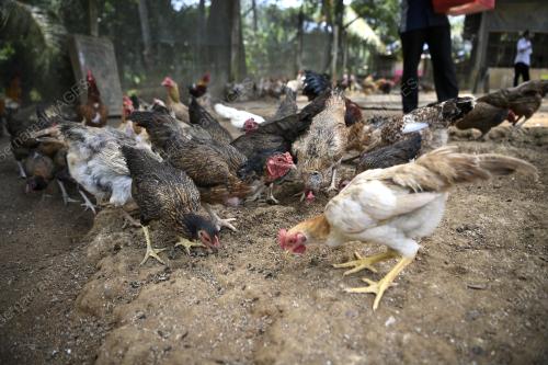 SEKTOR PENTERNAKAN BERI PELUANG PENDUDUK DI SLIM TAMBAH PENDAPATAN