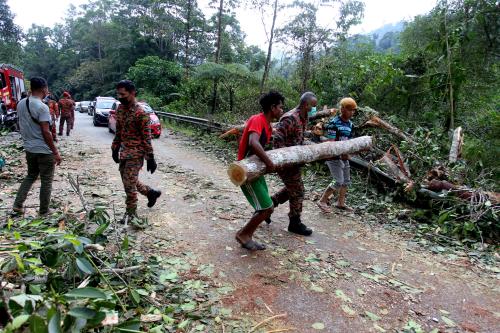 KEJADIAN T POKOK TUMBANG