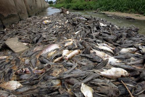 PK08_24012011_IKAN_RACUN