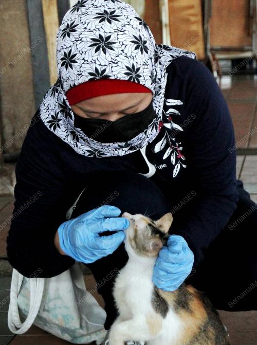 MEMBERI KUCING JALANAN MAKANAN