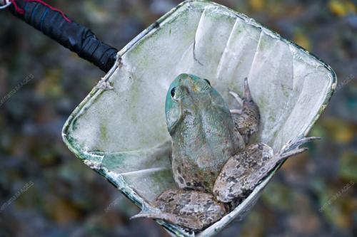 KATAK BULLFROG