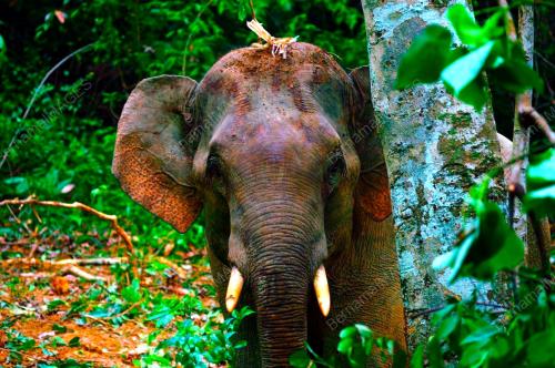 GAJAH