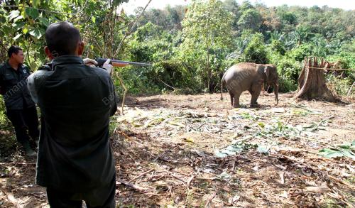 PK08_28012016_GAJAH_LIAR