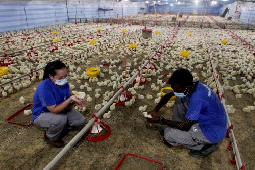 ANAK_AYAM