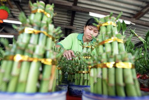 TAHUN BARU CINA