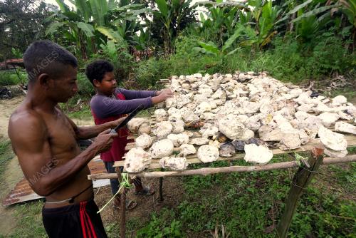 MASYARAKAT ASLI SUNGAI MERAH JUAL GETAH SEKERAP