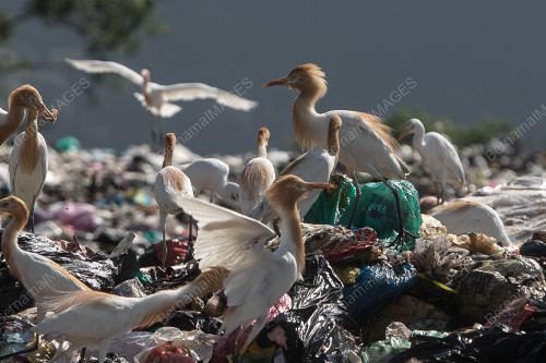 TAPAK PELUPUSAN SAMPAH