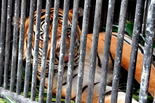 HARIMAU BERJAYA DITANGKAP