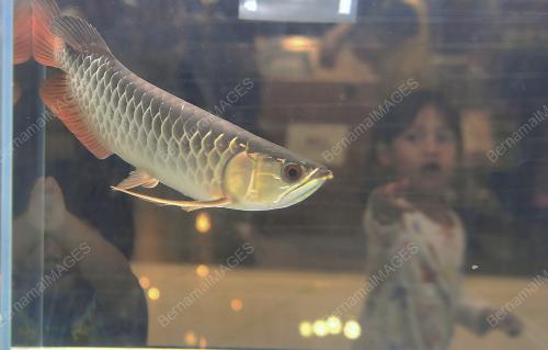 FIESTA IKAN PERAK 2024