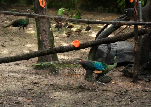 BURUNG MERAK HIJAU
