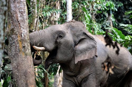 PK09_14062012_GAJAH