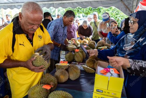 PERTANDINGAN DURIAN TERBAIK