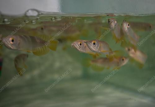AROWANA