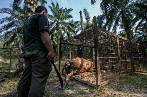 PEMASANGAN PERANGKAP HARIMAU