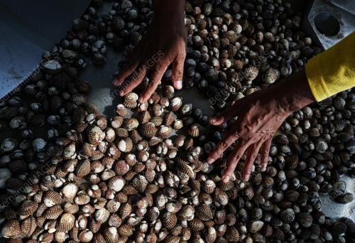 PENGUSAHA KEBUN KERANG LEKIR