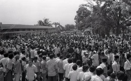 MUSA HITAM