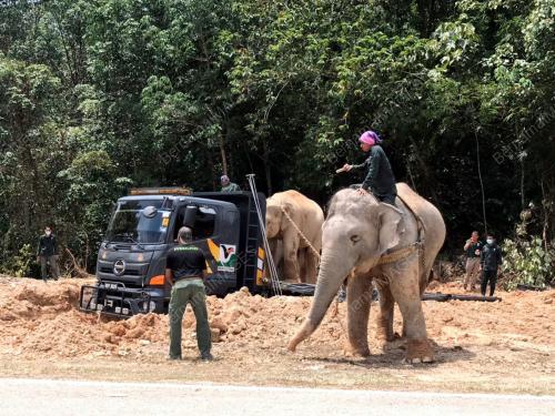 OPERASI PINDAH GAJAH DI GRIK