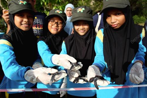 PUSAT KONSERVASI DAN PENERANGAN PENYU TELUK KETAPANG