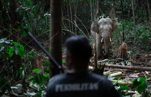 GAJAH DAN MANUSIA: KONFLIK YANG BELUM SELESAI