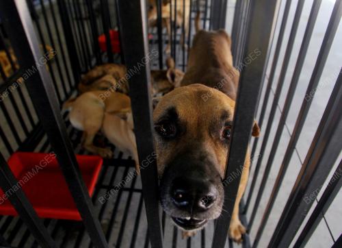 PUSAT PERLINDUNGAN ANJING LIAR
