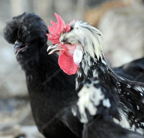 PK09_23072016_AYAM