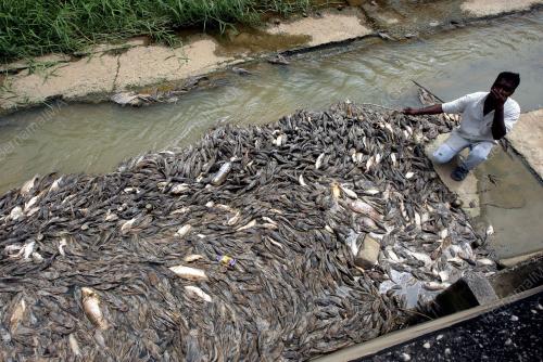PK09_24012011_IKAN_RACUN