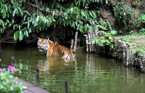 PK09_24032016_HARIMAU