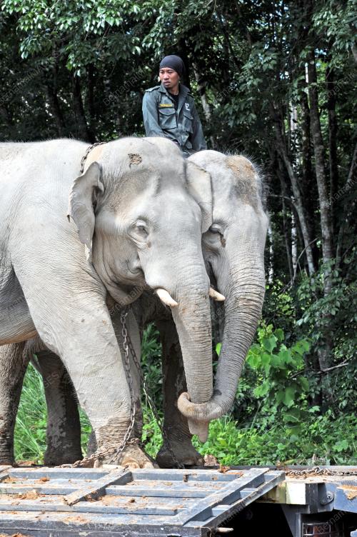 PK09_25072016_GAJAH