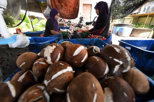 PK09_27102017_KELAPA