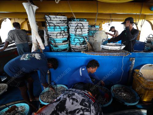 IKAN BILIS MATA BIRU